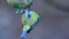 Blaumeise (9).jpg